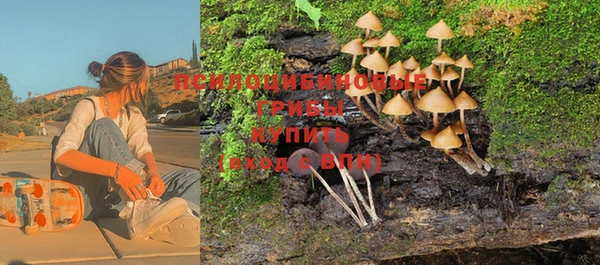 ПСИЛОЦИБИНОВЫЕ ГРИБЫ Осинники